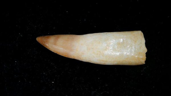 Genuine Eocene Age Dyrosaurus Crocodile Tooth Fossils for Sale from Morocco #20