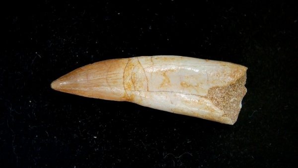 Genuine Eocene Age Dyrosaurus Crocodile Tooth Fossils for Sale from Morocco #20a