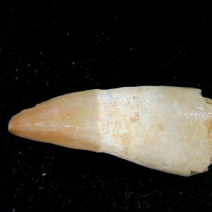 Genuine Eocene Age Dyrosaurus Crocodile Tooth Fossils for Sale from Morocco #21