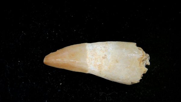 Genuine Eocene Age Dyrosaurus Crocodile Tooth Fossils for Sale from Morocco #21