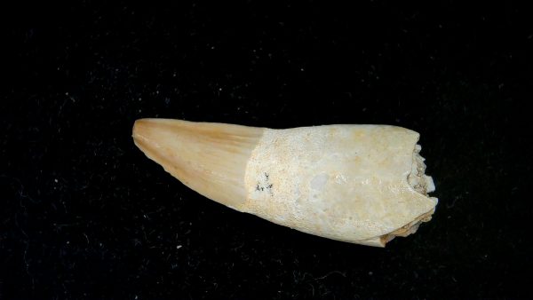 Genuine Eocene Age Dyrosaurus Crocodile Tooth Fossils for Sale from Morocco #21a