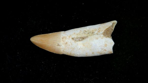 Genuine Eocene Age Dyrosaurus Crocodile Tooth Fossils for Sale from Morocco #22a