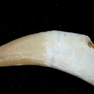 Genuine Eocene Age Dyrosaurus Crocodile Tooth Fossils for Sale from Morocco #23