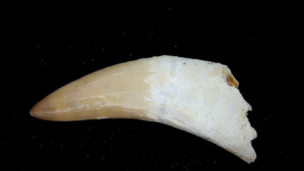 Genuine Eocene Age Dyrosaurus Crocodile Tooth Fossils for Sale from Morocco #23