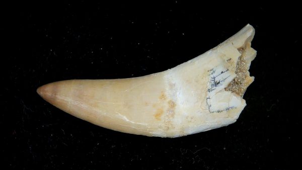 Genuine Eocene Age Dyrosaurus Crocodile Tooth Fossils for Sale from Morocco #23a