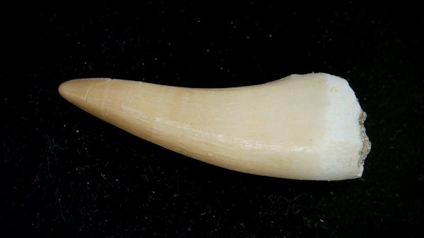 Genuine Eocene Age Dyrosaurus Crocodile Tooth Fossils for Sale from Morocco #24
