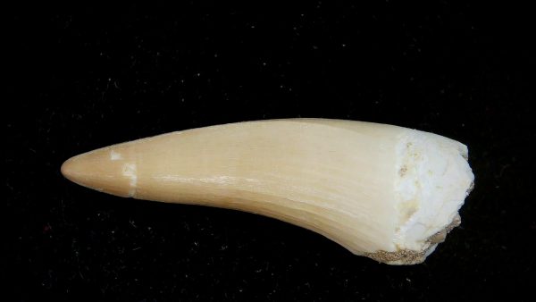 Genuine Eocene Age Dyrosaurus Crocodile Tooth Fossils for Sale from Morocco #24a