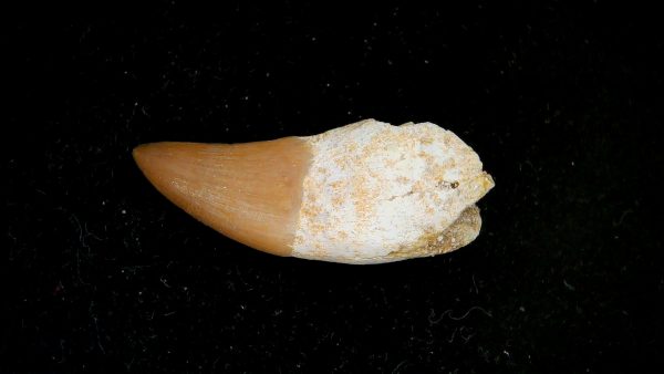 Genuine Eocene Age Dyrosaurus Crocodile Tooth Fossils for Sale from Morocco #25
