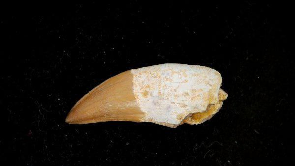 Genuine Eocene Age Dyrosaurus Crocodile Tooth Fossils for Sale from Morocco #25a