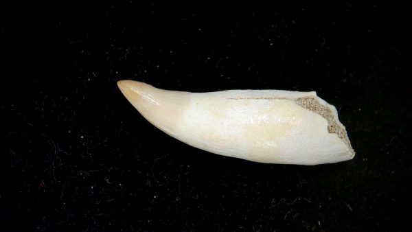 Genuine Eocene Age Dyrosaurus Crocodile Tooth Fossils for Sale from Morocco #26