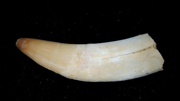 Genuine Eocene Age Dyrosaurus Crocodile Tooth Fossils for Sale from Morocco #27