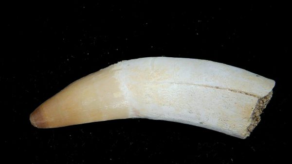 Genuine Eocene Age Dyrosaurus Crocodile Tooth Fossils for Sale from Morocco #27a