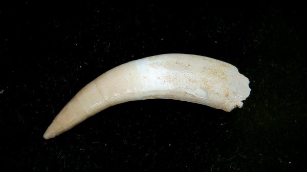 Genuine Eocene Age Dyrosaurus Crocodile Tooth Fossils for Sale from Morocco #28