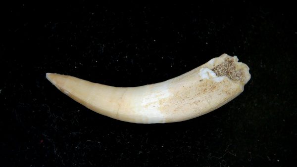 Genuine Eocene Age Dyrosaurus Crocodile Tooth Fossils for Sale from Morocco #28a