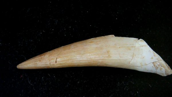 Genuine Eocene Age Dyrosaurus Crocodile Tooth Fossils for Sale from Morocco #29