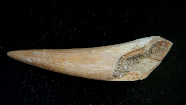 Genuine Eocene Age Dyrosaurus Crocodile Tooth Fossils for Sale from Morocco #29a