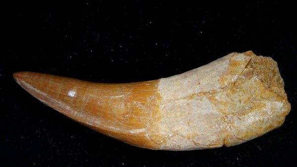 Genuine Eocene Age Dyrosaurus Crocodile Tooth Fossils for Sale from Morocco #30