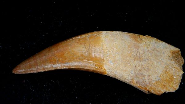 Genuine Eocene Age Dyrosaurus Crocodile Tooth Fossils for Sale from Morocco #30a
