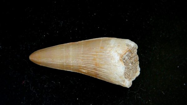 Genuine Eocene Age Dyrosaurus Crocodile Tooth Fossils for Sale from Morocco #31