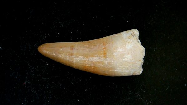 Genuine Eocene Age Dyrosaurus Crocodile Tooth Fossils for Sale from Morocco #31a