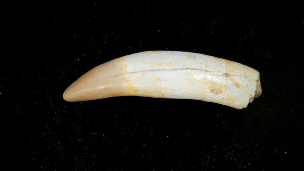 Genuine Eocene Age Dyrosaurus Crocodile Tooth Fossils for Sale from Morocco #32