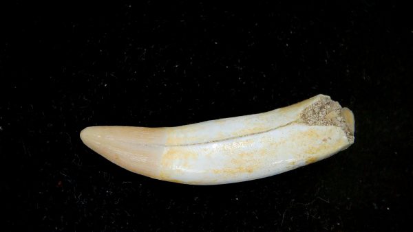 Genuine Eocene Age Dyrosaurus Crocodile Tooth Fossils for Sale from Morocco #32a