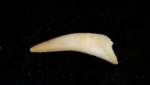Genuine Eocene Age Dyrosaurus Crocodile Tooth Fossils for Sale from Morocco #33