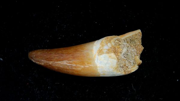 Genuine Eocene Age Dyrosaurus Crocodile Tooth Fossils for Sale from Morocco #34