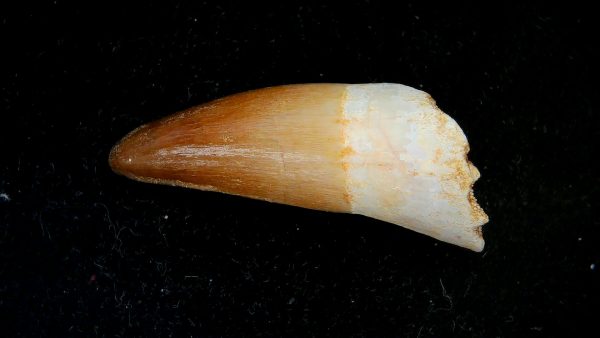 Genuine Eocene Age Dyrosaurus Crocodile Tooth Fossils for Sale from Morocco #34a