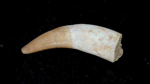 Genuine Eocene Age Dyrosaurus Crocodile Tooth Fossils for Sale from Morocco #36