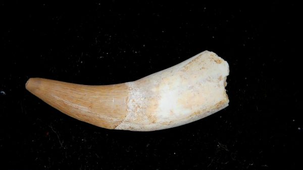 Genuine Eocene Age Dyrosaurus Crocodile Tooth Fossils for Sale from Morocco #36a