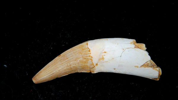 Genuine Eocene Age Dyrosaurus Crocodile Tooth Fossils for Sale from Morocco #39