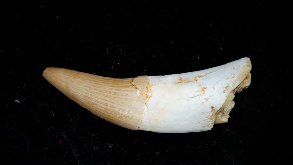 Genuine Eocene Age Dyrosaurus Crocodile Tooth Fossils for Sale from Morocco #39a
