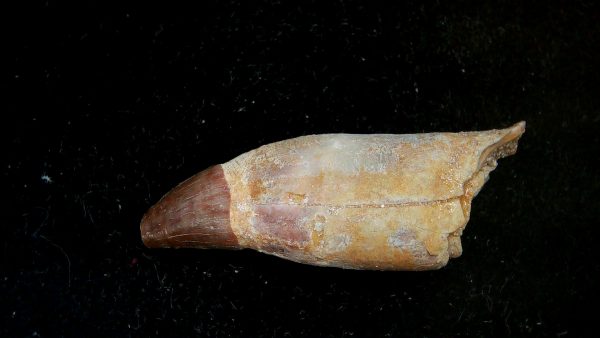 Genuine Eocene Age Dyrosaurus Crocodile Tooth Fossils for Sale from Morocco #40