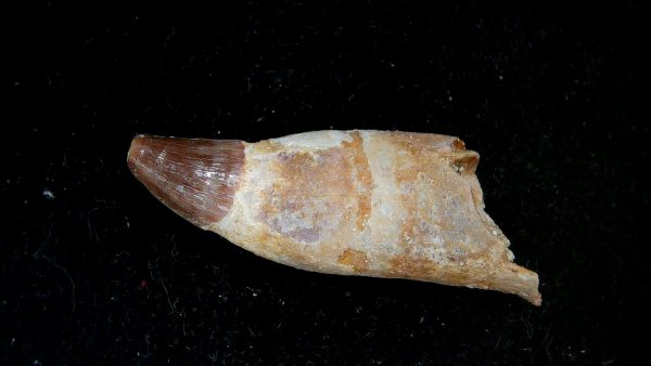 Genuine Eocene Age Dyrosaurus Crocodile Tooth Fossils for Sale from Morocco #40a