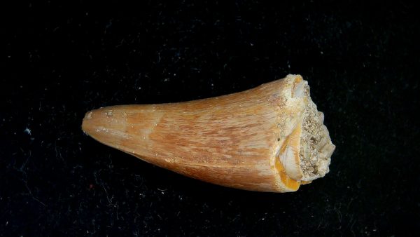 Genuine Eocene Age Dyrosaurus Crocodile Tooth Fossils for Sale from Morocco #41