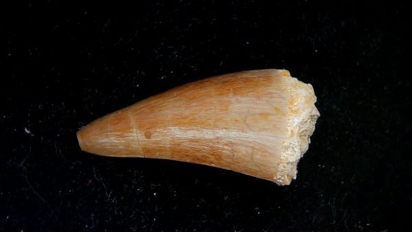 Genuine Eocene Age Dyrosaurus Crocodile Tooth Fossils for Sale from Morocco #41a