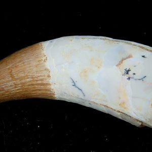 Genuine Eocene Age Dyrosaurus Crocodile Tooth Fossils for Sale from Morocco #42