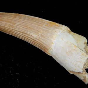 Genuine Eocene Age Dyrosaurus Crocodile Tooth Fossils for Sale from Morocco #43