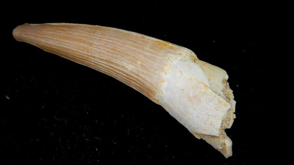 Genuine Eocene Age Dyrosaurus Crocodile Tooth Fossils for Sale from Morocco #43