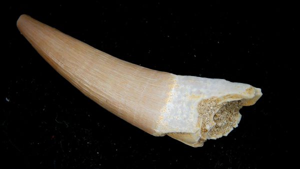 Genuine Eocene Age Dyrosaurus Crocodile Tooth Fossils for Sale from Morocco #43a