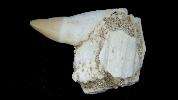 Genuine Eocene Age Dyrosaurus Crocodile Tooth Fossils for Sale from Morocco #44a
