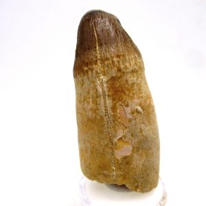 Maroccosuchus zennaroi Eocene Crocodile Tooth For Sale #26 - 2.38" long