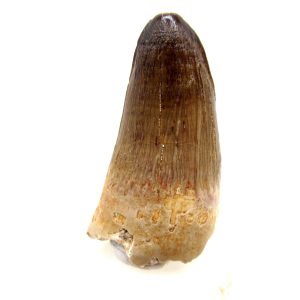 Maroccosuchus zennaroi Eocene Crocodile Tooth For Sale #27 - 1.64" long