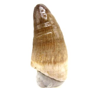 Maroccosuchus zennaroi Eocene Crocodile Tooth For Sale #28 - 1.85" long