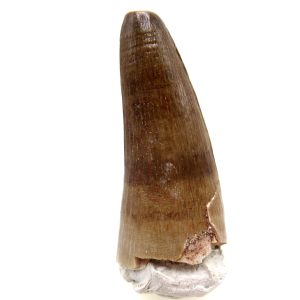 Maroccosuchus zennaroi Eocene Crocodile Tooth For Sale #29 - 1.74" long