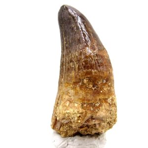 Maroccosuchus zennaroi Eocene Crocodile Tooth For Sale #30 - 2.10" long