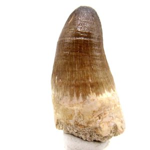 Maroccosuchus zennaroi Eocene Crocodile Tooth For Sale #31 - 1.92" long