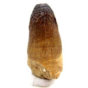 Maroccosuchus zennaroi Eocene Crocodile Tooth For Sale #32 - 1.89" long
