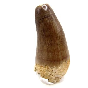 Maroccosuchus zennaroi Eocene Crocodile Tooth For Sale #33 - 1.87" long